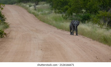 African Elephant Calf In The Road Alone