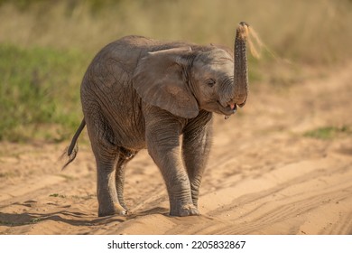 African Elephant Calf Throws Sand Over Head