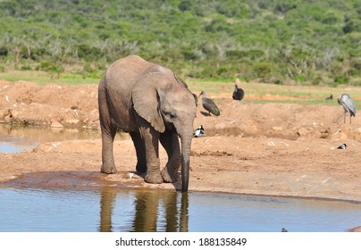 African Elephant calf at watering hole