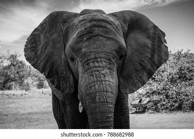 Elephant Noir Et Blanc Stock Photos Images Photography Shutterstock