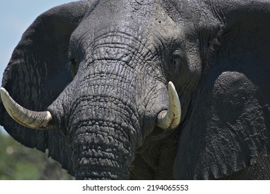 African Elephant Close Up Portrait