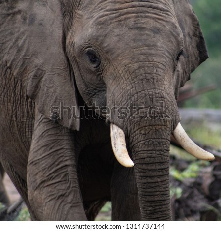 Similar – two elephants in Aberdare National Park in Kenya