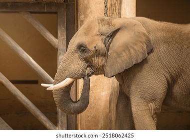 African elephant close-up eating hay. The herbivore is endangered according to the IUCN Red List. Environmental issues and animal protection - Powered by Shutterstock