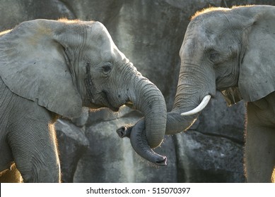 African Elephant Couple