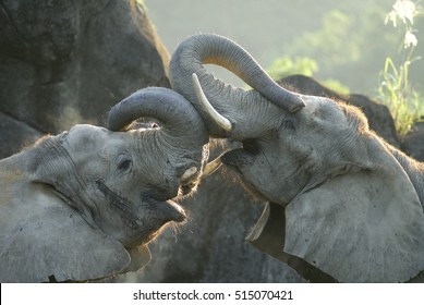 African Elephant Couple