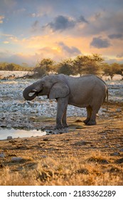 African elephant drinking water at a water hole during a beautiful sunset