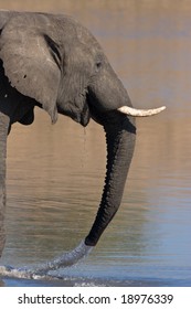 African Elephant drinking water in the Mpondo dam