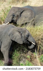 African Elephant Eating African Bush Stock Photo 2183073759 | Shutterstock