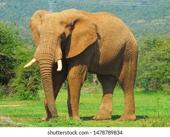 African Elephant Family Laikipia Kenya