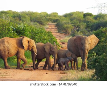 African Elephant Family Laikipia Kenya