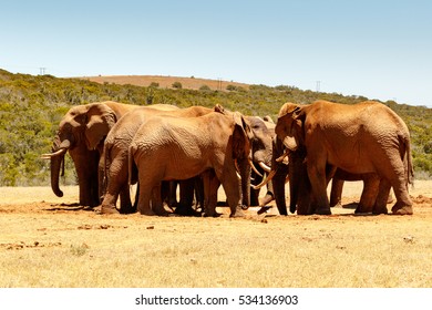 African Elephant Family Reunion At The Watering Hole.