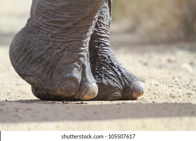 African Elephant Foot