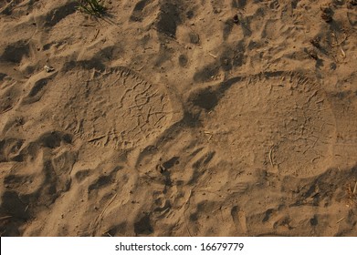 African Elephant Footprint