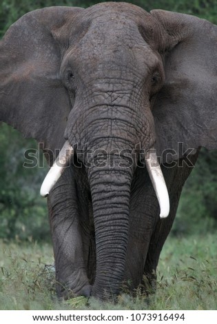 Similar – elephant in Aberdare National Park, Kenya