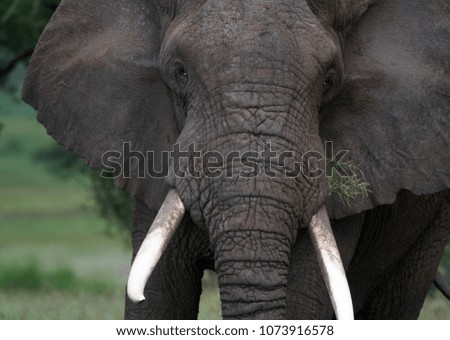 Similar – two elephants in Aberdare National Park in Kenya