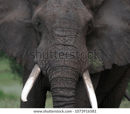 Similar – two elephants in Aberdare National Park in Kenya