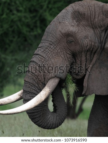 Similar – two elephants in Aberdare National Park in Kenya