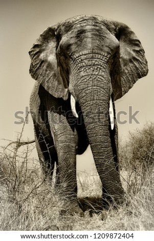 Similar – elephant in Aberdare National Park, Kenya