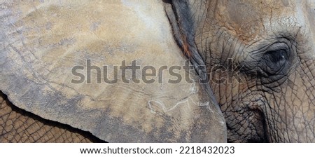 African elephant is elephant of the genus Loxodonta. The genus consists of 2 extant species: the African bush elephant, L. africana, and the smaller African forest elephant