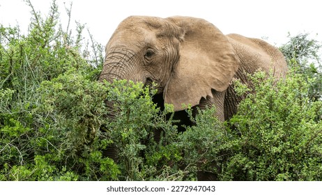 African elephant grazes on foliage in the Addo Elephant park South Africa - Powered by Shutterstock