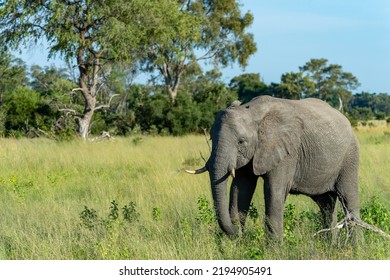 African Elephant Habitat Stock Photo 2194905491 | Shutterstock