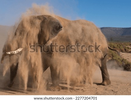 African elephant having dust bath