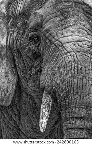 Similar – Image, Stock Photo pachyderms Leather Animal