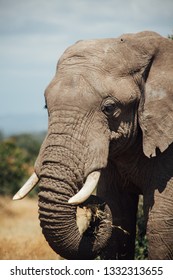 African Elephant Head Close Up