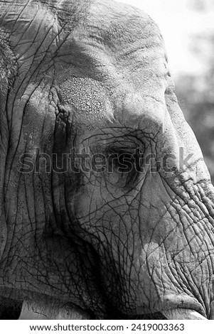 African elephant head face close up. Black and white version. Skin hide wrinkled rough. Eye.