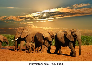 African elephant herd, Loxodonta africana, of different ages walking away from water hole, Addo Elephant National Park, South Africa