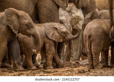 African Elephant Herd Youngsters Enjoy The Cooling Mud On A Hot Summers Day, Under The Protection Of The Adult Family Members