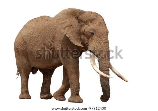 African Elephant Huge Tusks Isolated On Stock Photo (Edit Now) 97912430