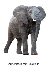 African Elephant - Isolated