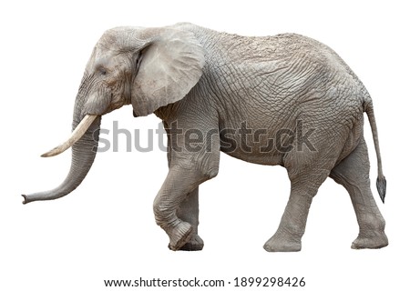 African elephant isolated in front of white background