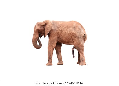 Elephant Penise