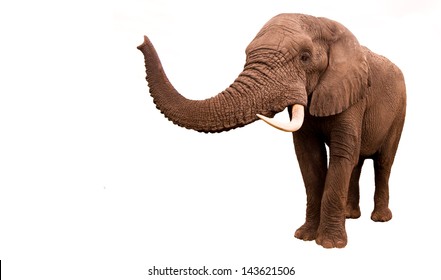 African Elephant Isolated On A White Background