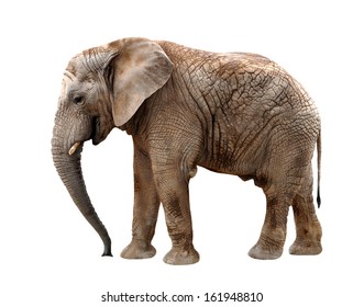 African Elephant Isolated On White