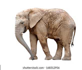 African Elephant Isolated On White