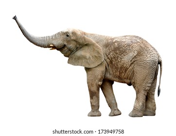 African elephant isolated on white 