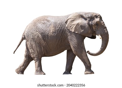 African Elephant Isolated On White