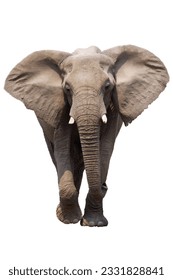 African Elephant isolated on white- Loxodonta Africana- Etosha