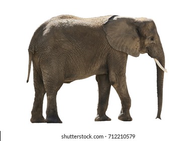 African Elephant Isolated On White Background