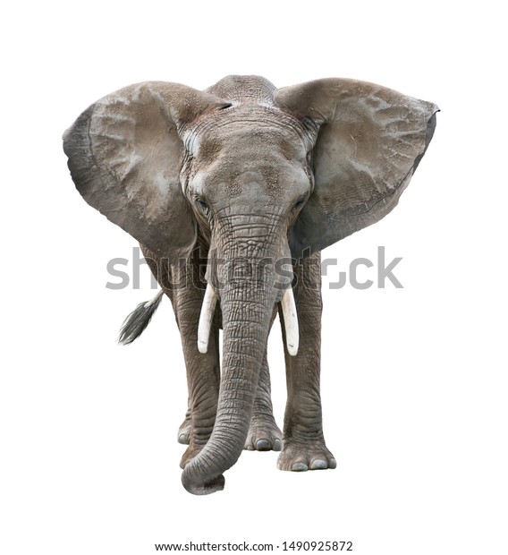 African Elephant Isolated On White Background Stock Photo (Edit Now ...