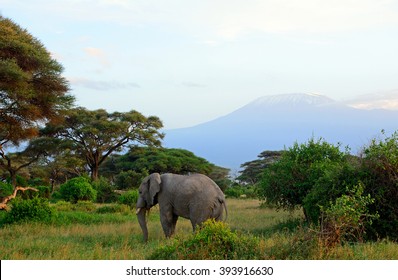African elephant and the Kilimanjaro, Amboseli National Park, Kenya - Shutterstock ID 393916630