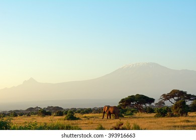 African elephant and the Kilimanjaro, Amboseli National Park, Kenya - Shutterstock ID 393916663