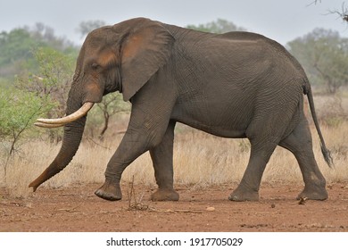 African Elephant largest land mammal was seen on safari in Kruger National Park and Botswana
