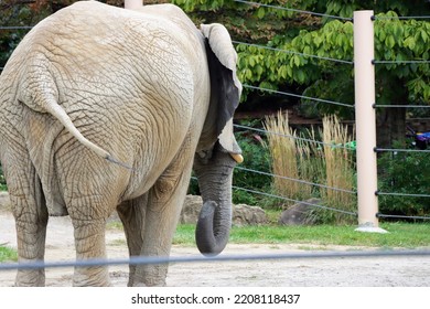 4,326 Elephant Camera Images, Stock Photos & Vectors | Shutterstock