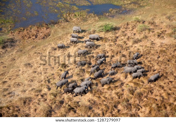 African Elephant (Loxodonta africana), aerial\
view, Okavango Delta, Botswana.The Okavango Delta is home to a rich\
array of wildlife.