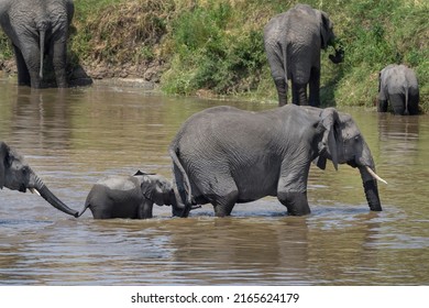 African Elephant (Loxodonta africana) baby calf crossing with family, Mara river, Serengeti national park, Tanzania. - Shutterstock ID 2165624179