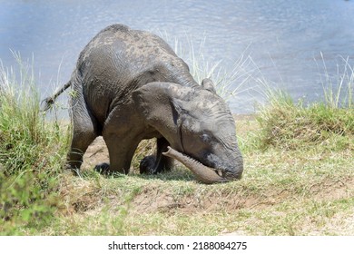 African Elephant (Loxodonta africana) baby calf playing on riverbank, Mara river, Serengeti national park, Tanzania. - Shutterstock ID 2188084275
